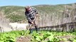 Climate change threatens Tunisia's lagoon farmers