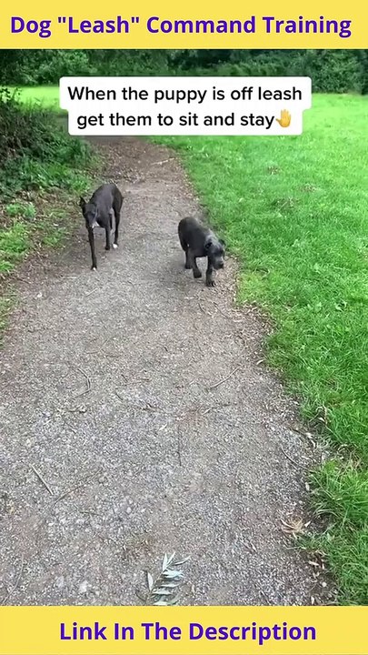 Dog "Leash" Command Training