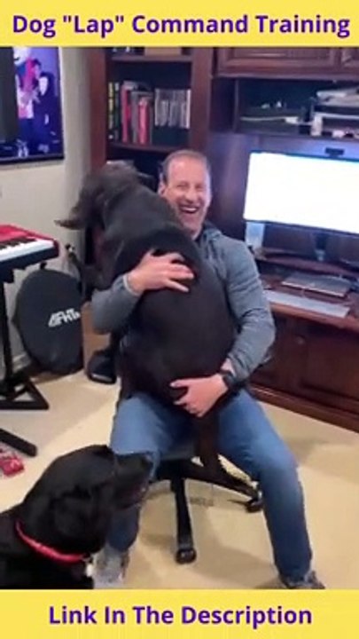 Dog "Lap" Command Training