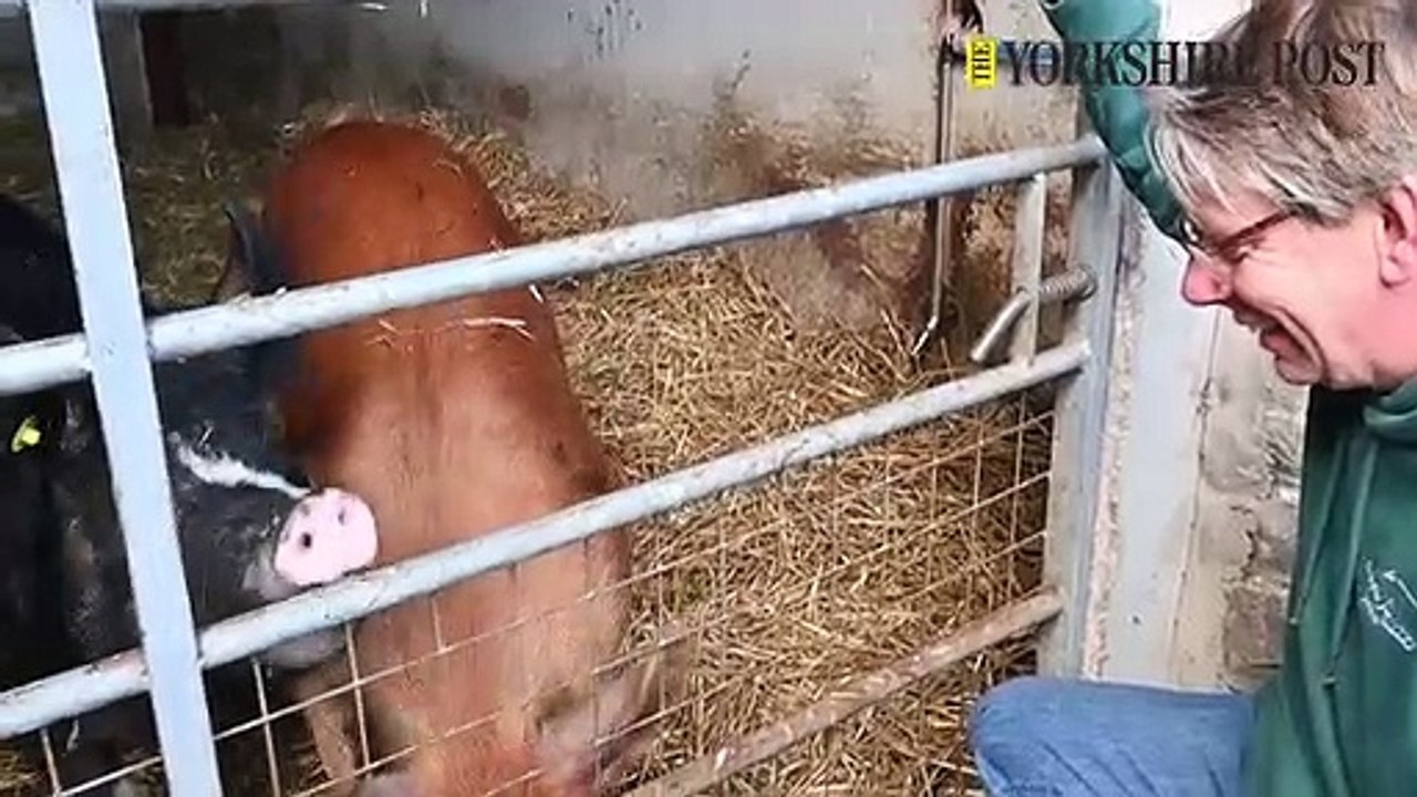 Wensleydale Experience Pigs