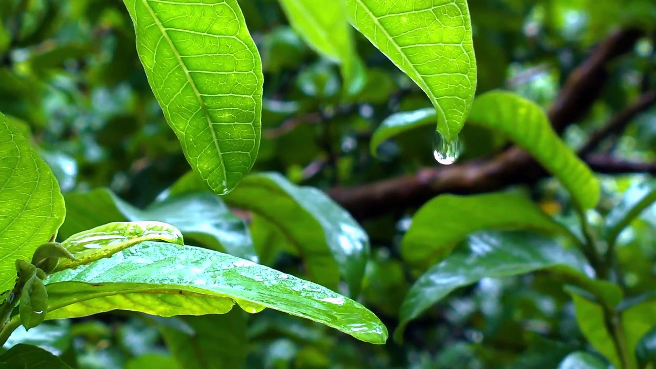 Water Fall from Leaves