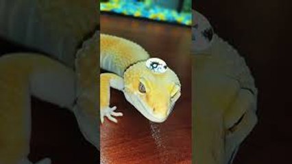 Lizard Has Waterproof Skin