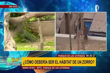 Conozca el hábitat natural y la alimentación del zorrito 'Run Run'