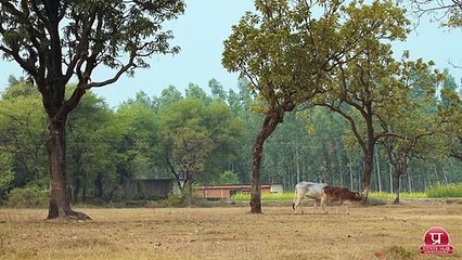 हगना मना है!  सत्य घटना पर आधारित एक गाँव की | a real village ghost story