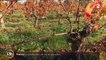 Vin : la production baisse en France
