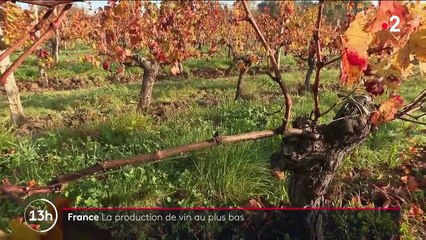 Vin : la production baisse en France