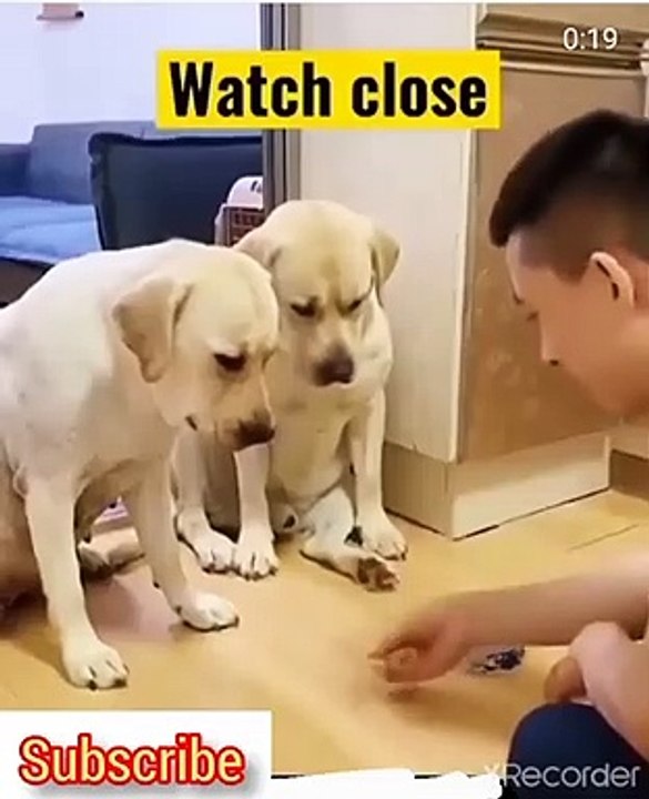 Funny Dogs