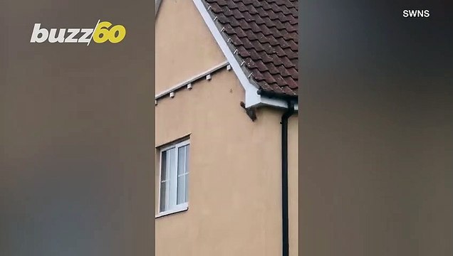 Wall-crawling Squirrel! ‘Spider-Man’ Like Squirrel Seen Climbing on the Side of a House!