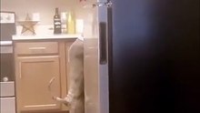 Cão tenta disfarçar roubo na cozinha com a pior saída de cena possível