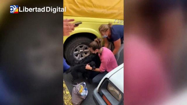 Emotivo reencuentro de una familia de La Palma con sus perros perdidos