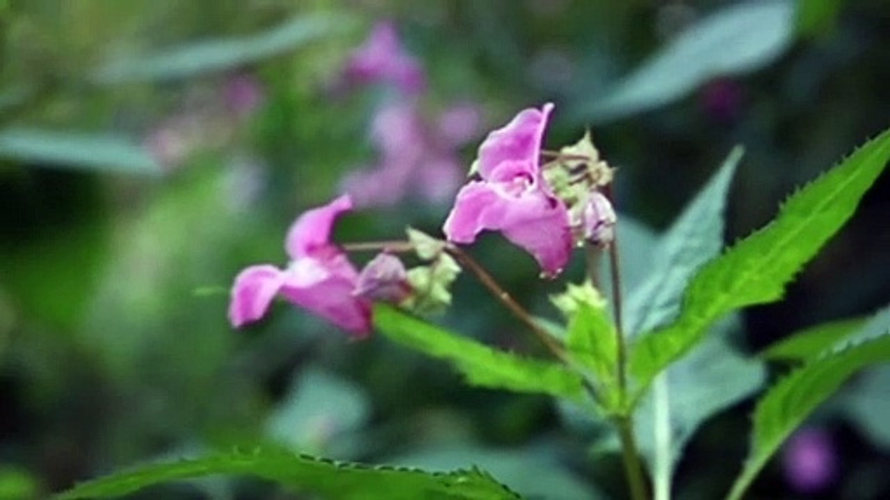 Rain, Rain Sounds, Rain Sounds for Sleeping or Studying, Relax, Nature Sounds, Heavy Rain Sounds,