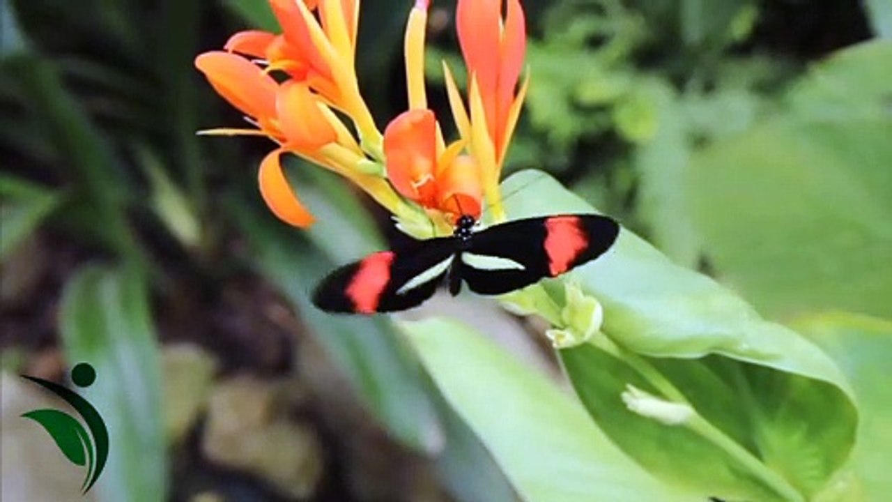 Nature's life