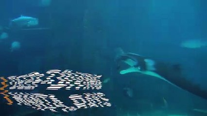 Did You Know Manta Rays Dive Up to 2,000 Feet Each Night?