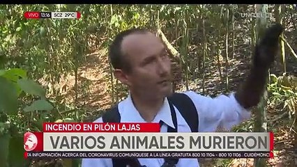 Incendio en Pilón Laja acabó con la vida de varios animales que buscaron refugiarse del fuego