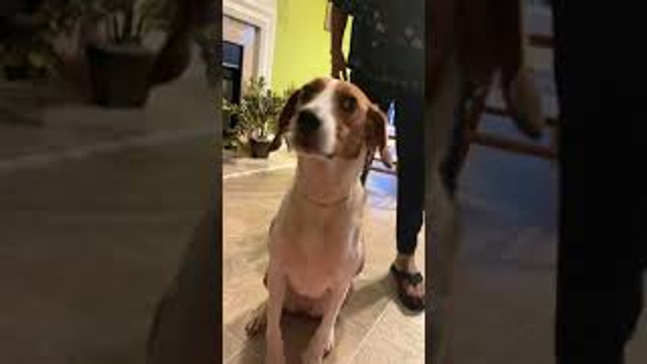 Stylish Dog Wears 18K Gold Chain