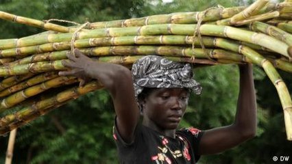 Sustainable sugarcane production in Ghana