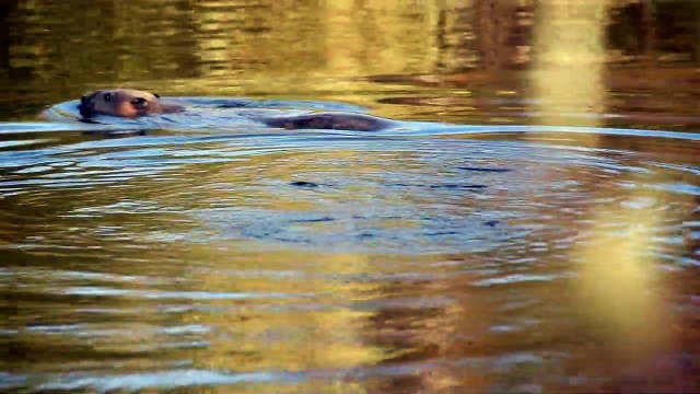 Beavers release at Idle Valley Nature Reserve - by Nottinghamshire Wildlife Trust