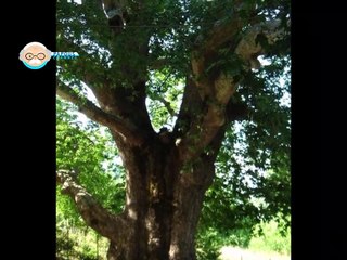 ti exeis gero platane - Hlias Papageorgiou