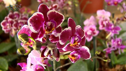 qbt-¿Sabía usted en Costa Rica crecen alrededor de 1400 especies de orquídeas-051121