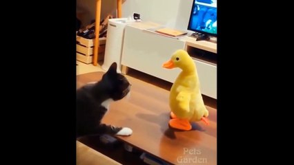 Funniest Animals - Try Not To Laugh Watching Funny Animals Vines Compilation