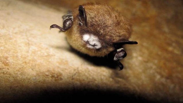 Hibernating bats continue to face threat of 'White Nose Syndrome'