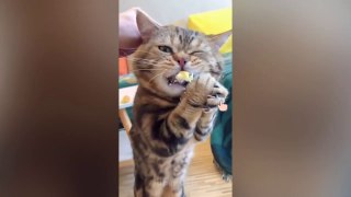 Funny Cat Reaction To Food Try Not To Laugh Pet Videos - Meow Cats