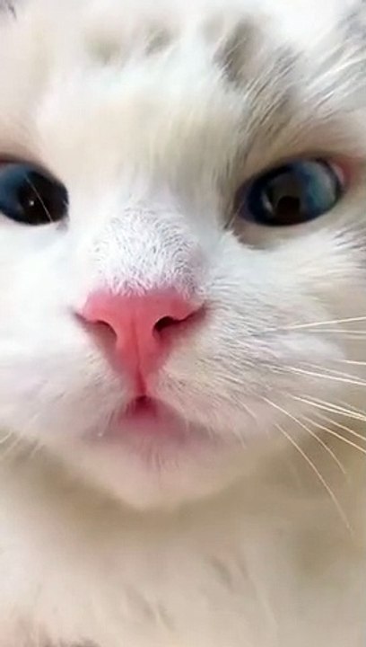 Cute Cat Meowing  #shorts