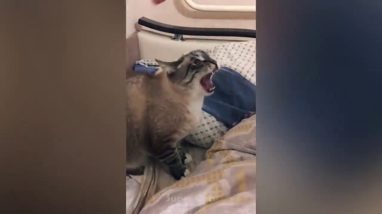 Cat Scare Of Cucumber Funny Cat Reaction - Meow Cats