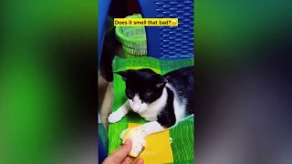Try Not To Laugh Funny Pets Reaction Videos - MEOW CAT