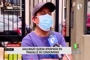 Serfor rescató a gallinazo que cayó en tragaluz de un edificio en Magdalena