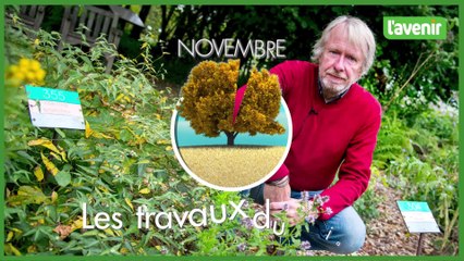 Travaux du jardin : les aromatiques