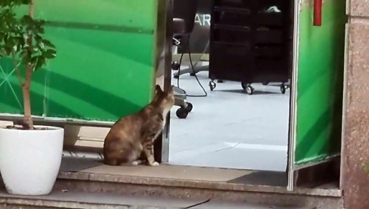 ご飯を待ている猫