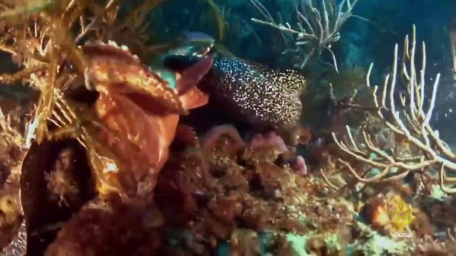 ناشونال جيوغرافيك أبوظبي _ وثائقي- براري الكاريبي - صيادو الكاريبي