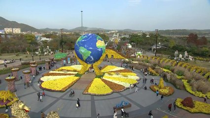 [날씨] 국화 향 가득한 함평...내일 '입동' 맑고 포근 / YTN