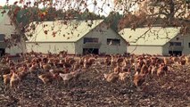 Risque de grippe aviaire : les élevages français confinés