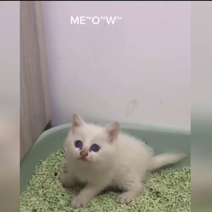 OMG So Cute Cats ♥ Best Funny Cat Videos 2021 ♥ cute and funny cat complement video #54