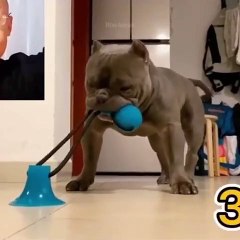 OMG So Cute Cats ♥ Best Funny Cat Videos 2021 ♥ cute and funny cat complement video #56