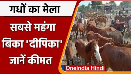 Uttar Pradesh: chitrakoot के Donkey fair में सबसे मंहगा बिका 'Deepika' | वनइंडिया हिंदी