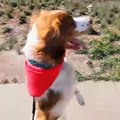 الكلب المعجزة: تعلم المشي مثل الإنسان ليتكيف مع فقد ساقه بالفيديو