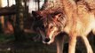 Wolf in Slow Motion Footage | 4K Ultra HD Video