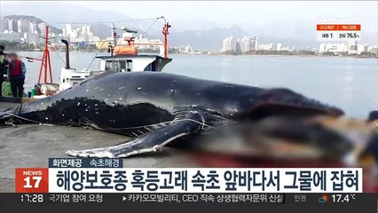 해양보호종 혹등고래 속초 앞바다서 그물에 잡혀