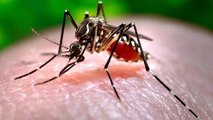 Alarming dengue outbreak in Delhi-NCR, spike in cases among kids