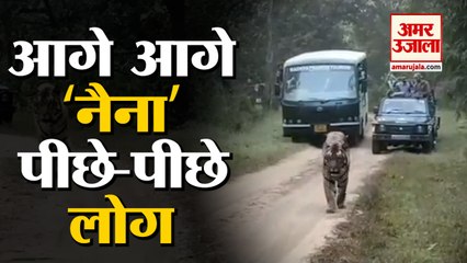 कान्हा नेशनल पार्क में टहलती रही बाघिन|Tigress Naina Walk In Front Of Visiters  Kanha National Park