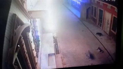 पैंथर पास से गुजरा तो डॉगी को आया हार्ट अटैक, देखें तड़प-तड़पकर दम तोड़ने का वायरल VIDEO