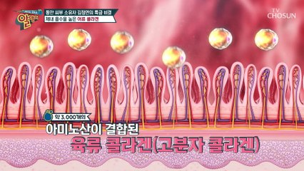피부탄력 UP↗ 체내 흡수율 높은 ✧어류 콜라겐✧ TV CHOSUN 20211107 방송