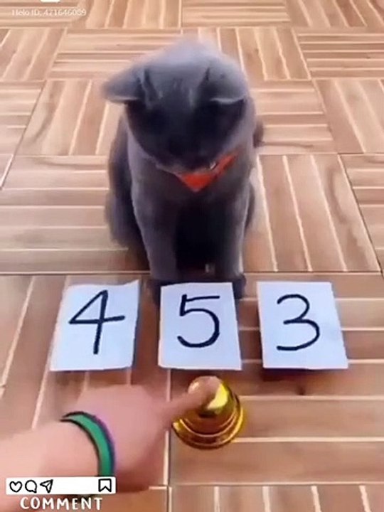 See that, funny cat