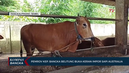 Pemrov Kep. Bangka Belitung Buka Keran Impor Sapi Australia