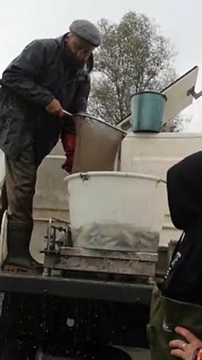Déversement de poissons dans l'Escaut
