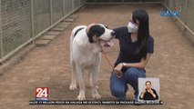 Giant dog breeds, tampok sa isang dog farm sa Cavite | 24 Oras Weekend