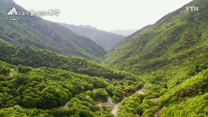 [YTN 특집] 오늘의 숲 내일의 희망 / YTN